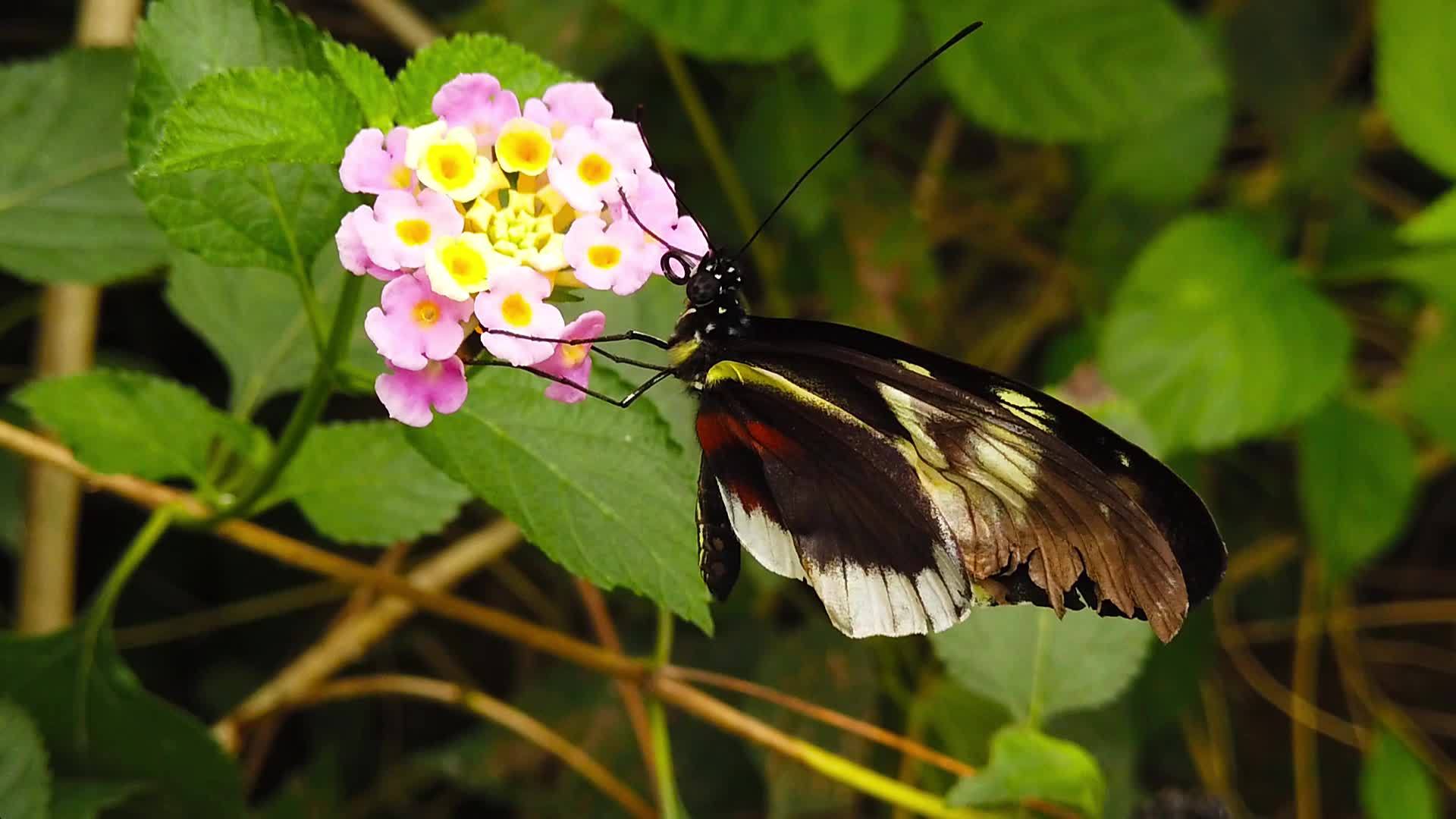 蝴蝶2号在亚特兰大卡马拉花视频的预览图