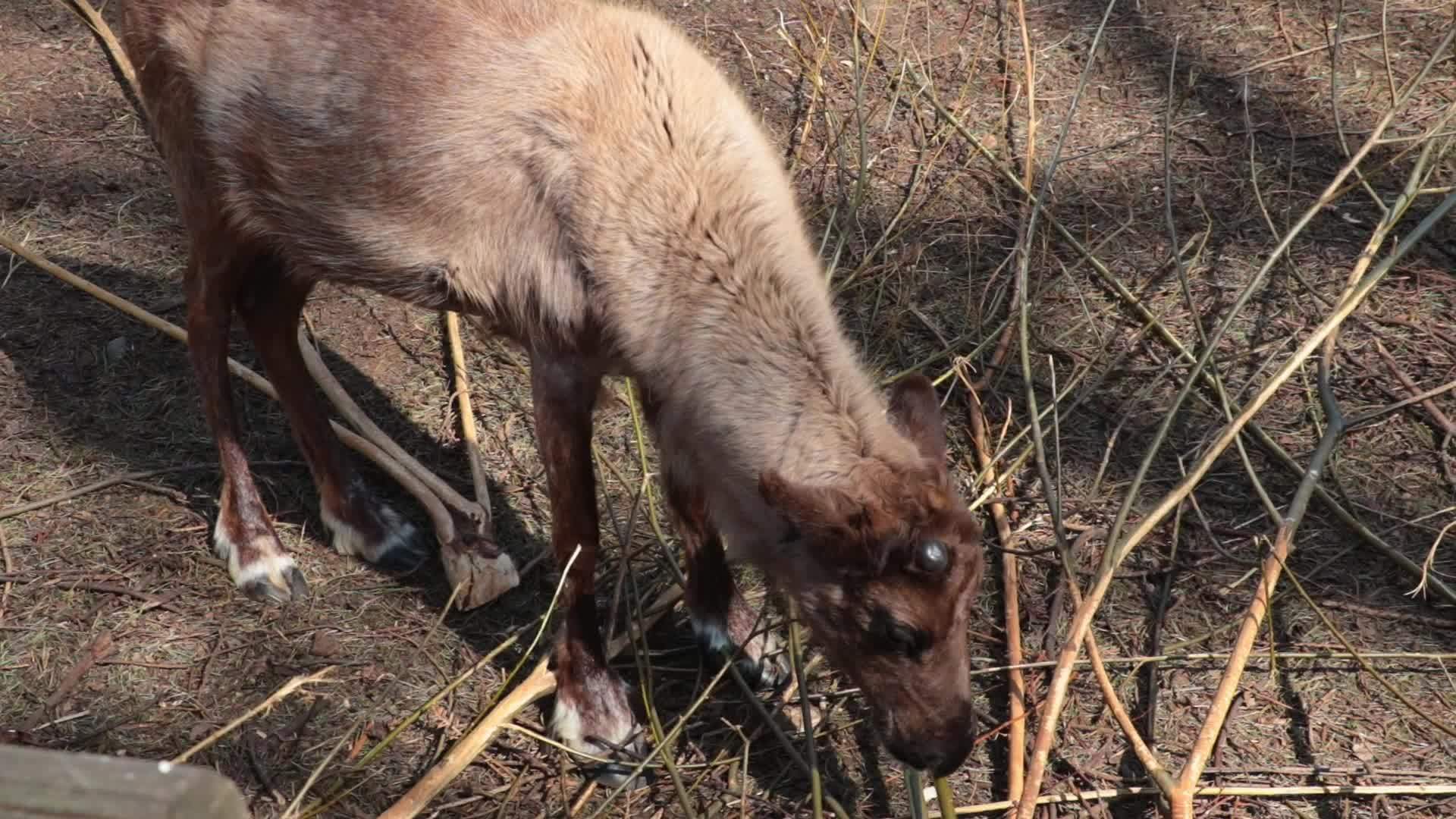 吃松枝的鹿的顶部视图视频的预览图