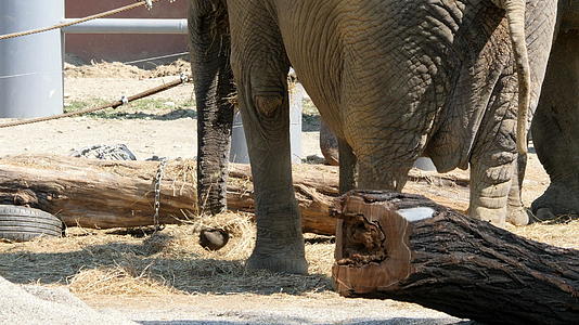大象在动物园里吃干草视频的预览图