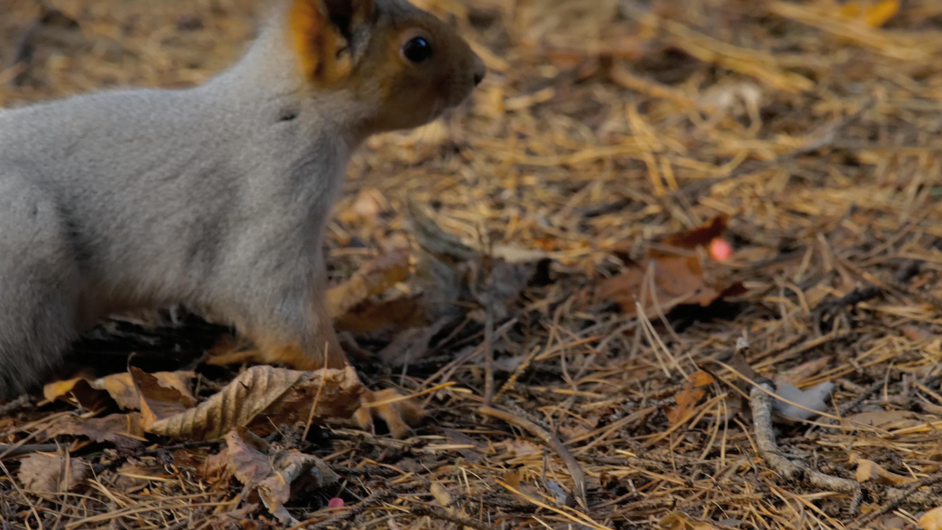 松鼠吃向日葵籽视频的预览图