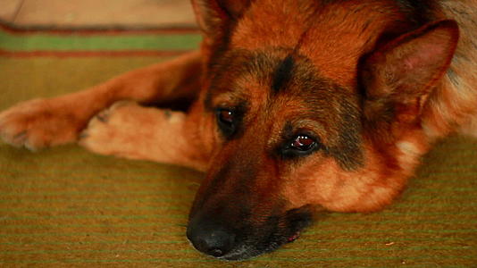 一只德国牧羊犬睡在地毯上视频的预览图