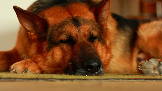一只德国牧羊犬睡在地毯上视频的预览图