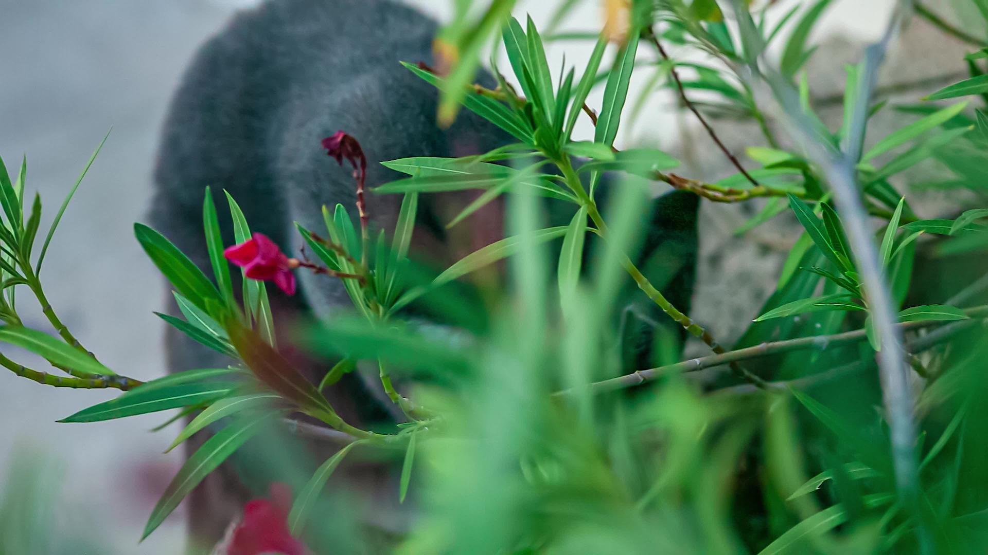 猫在植物2中玩耍视频的预览图