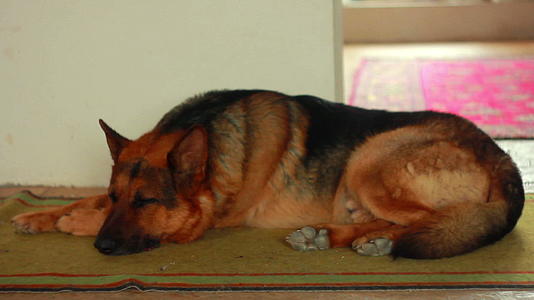 一个德国牧羊人睡在地毯上视频的预览图