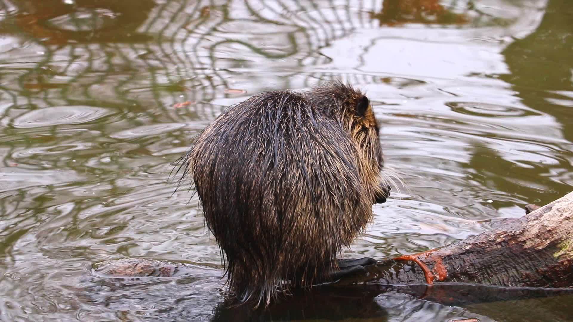 海狸视频的预览图