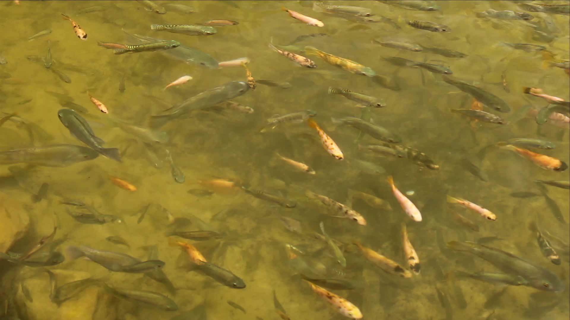 2号池塘里的鱼视频的预览图
