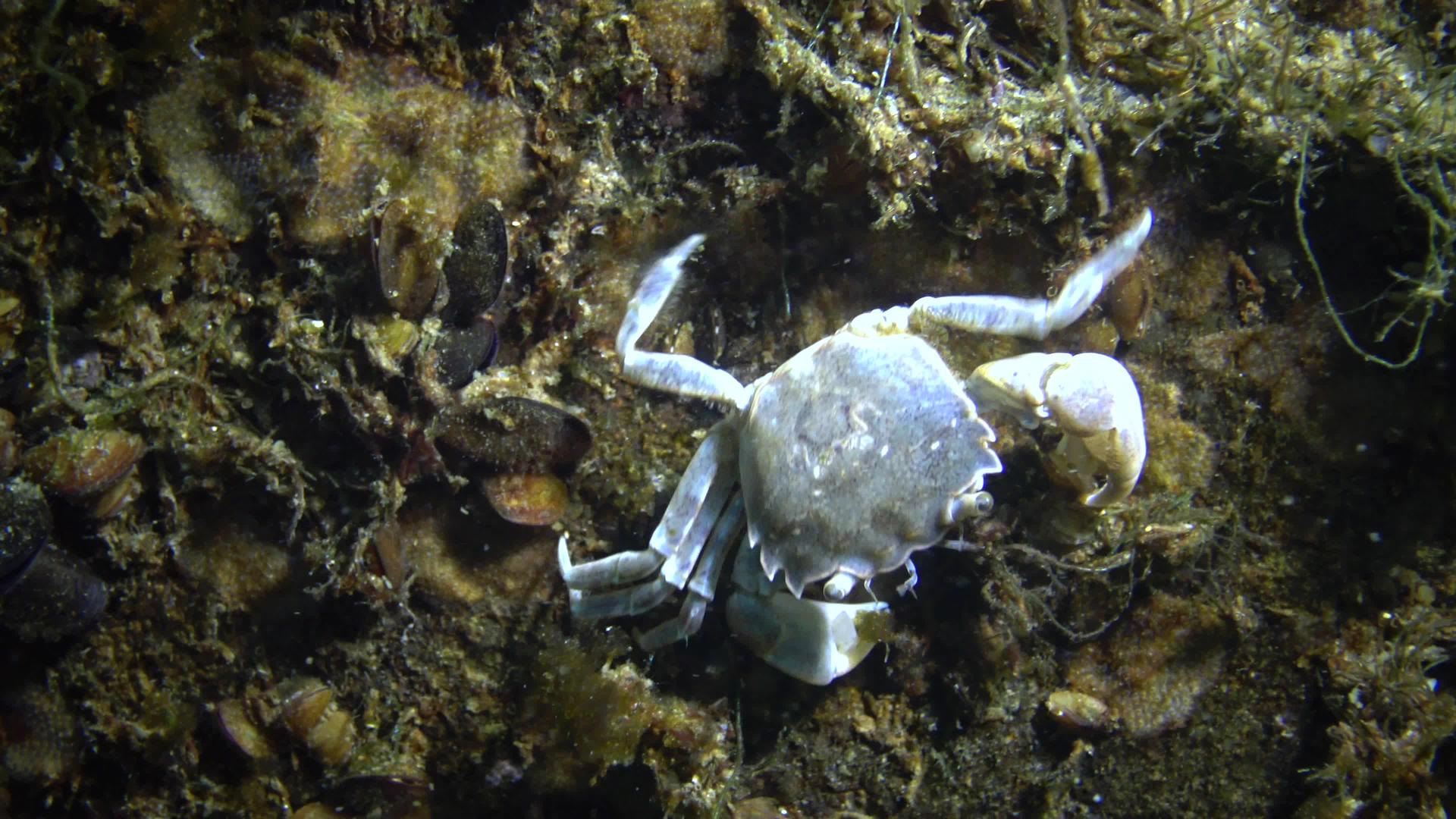 藏在贝类中的小螃蟹视频的预览图