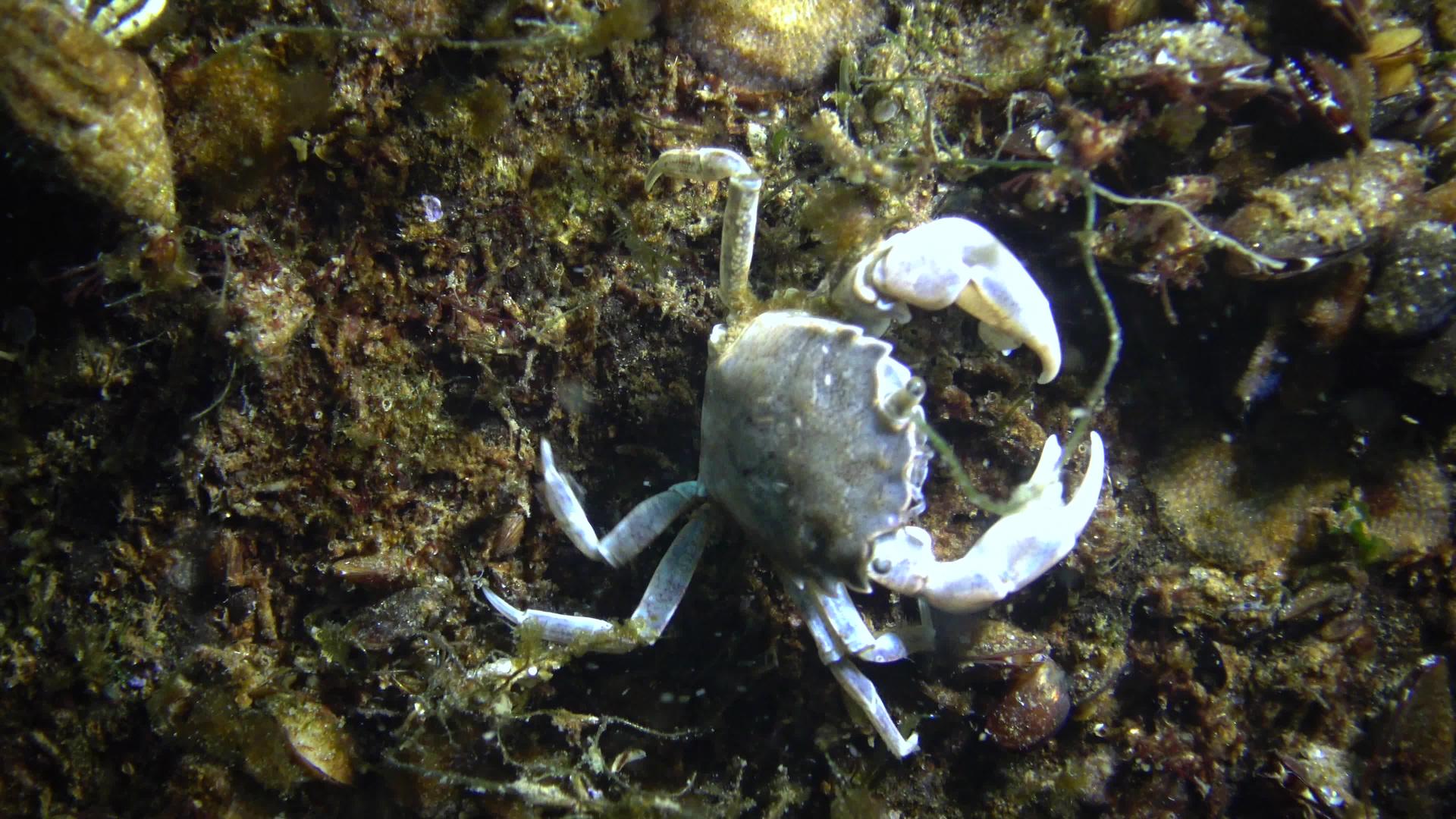 黑海小螃蟹视频的预览图