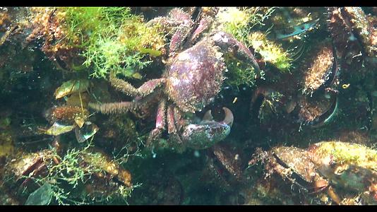 黑海动物和小螃蟹隐藏在贝类之间它们有大片的红蟹和毛蟹视频的预览图