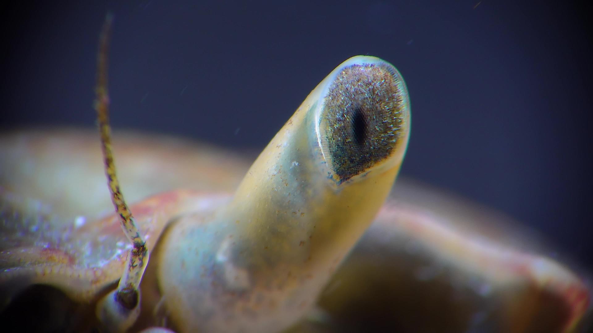 螃蟹眼黑海视频的预览图