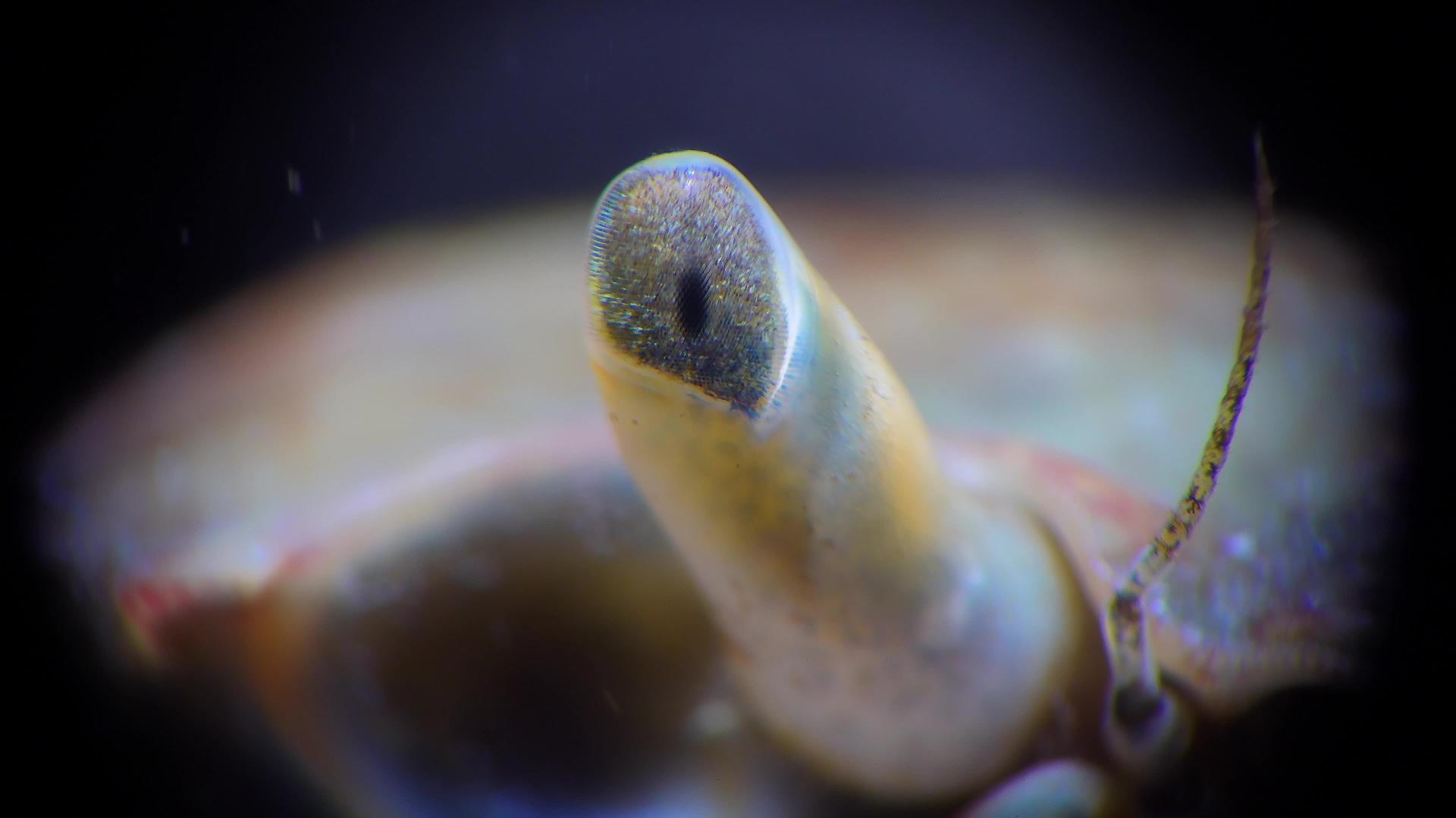 黑海螃蟹眼视频的预览图