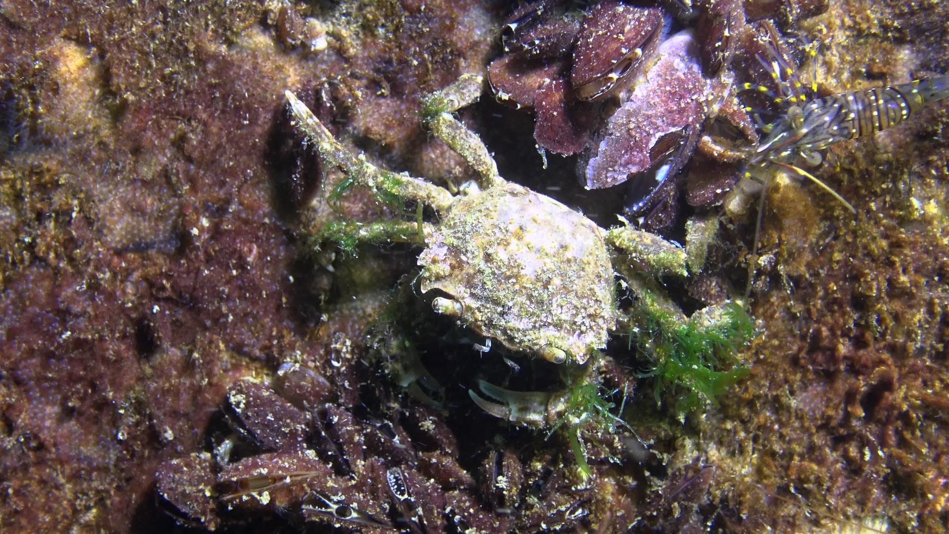 小螃蟹藏在贝壳里视频的预览图
