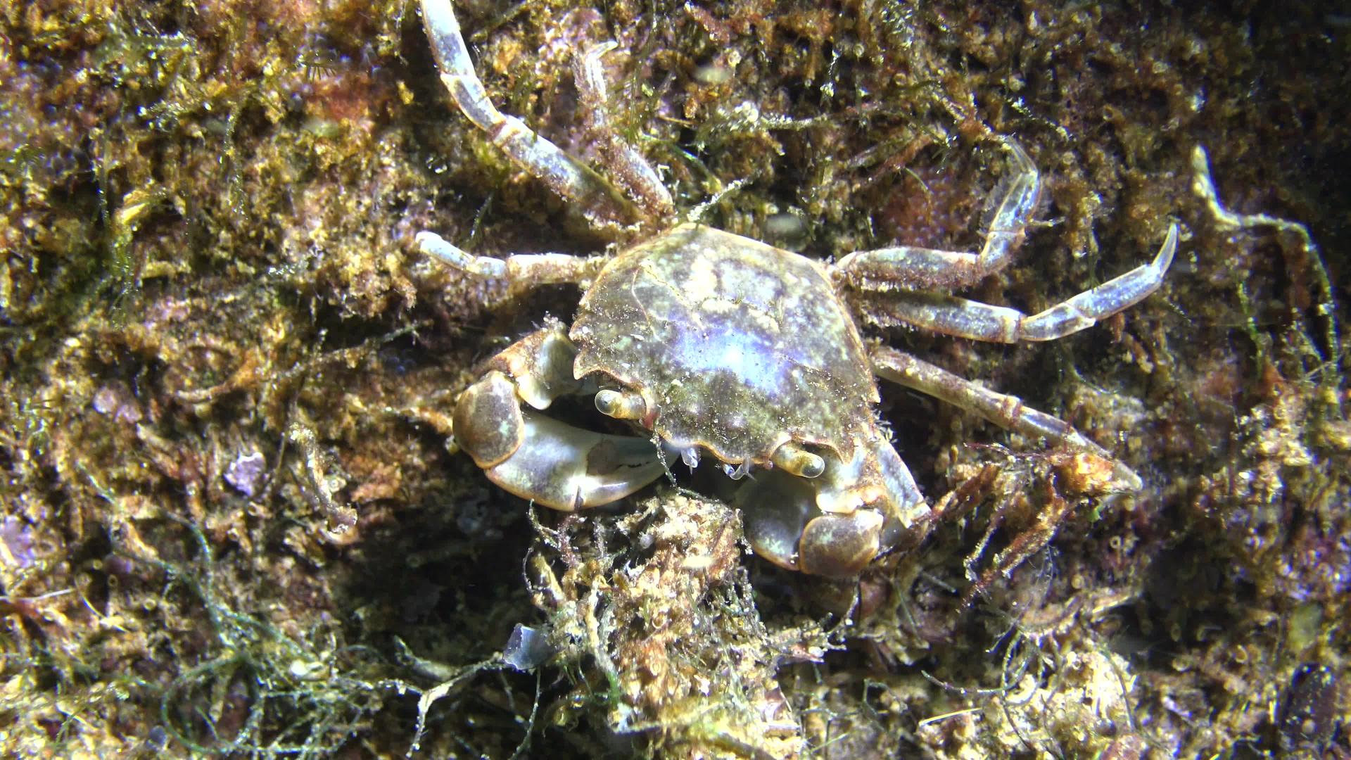 小螃蟹藏在贝壳里视频的预览图
