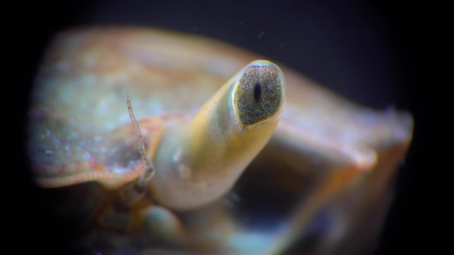 螃蟹眼黑海(brachinotussexdentatus)视频的预览图