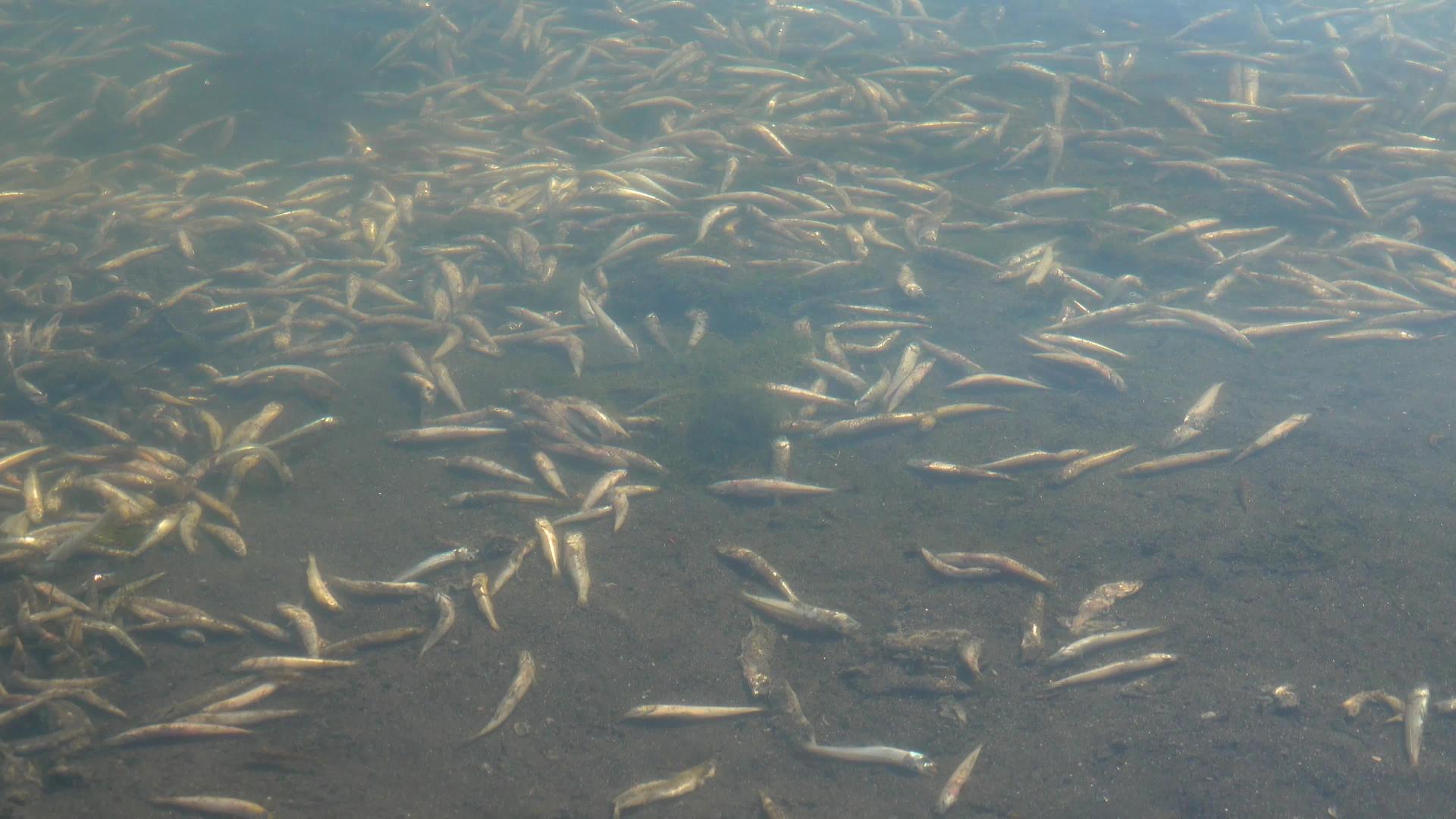 水污染死鱼 水中缺氧的环境问题视频的预览图
