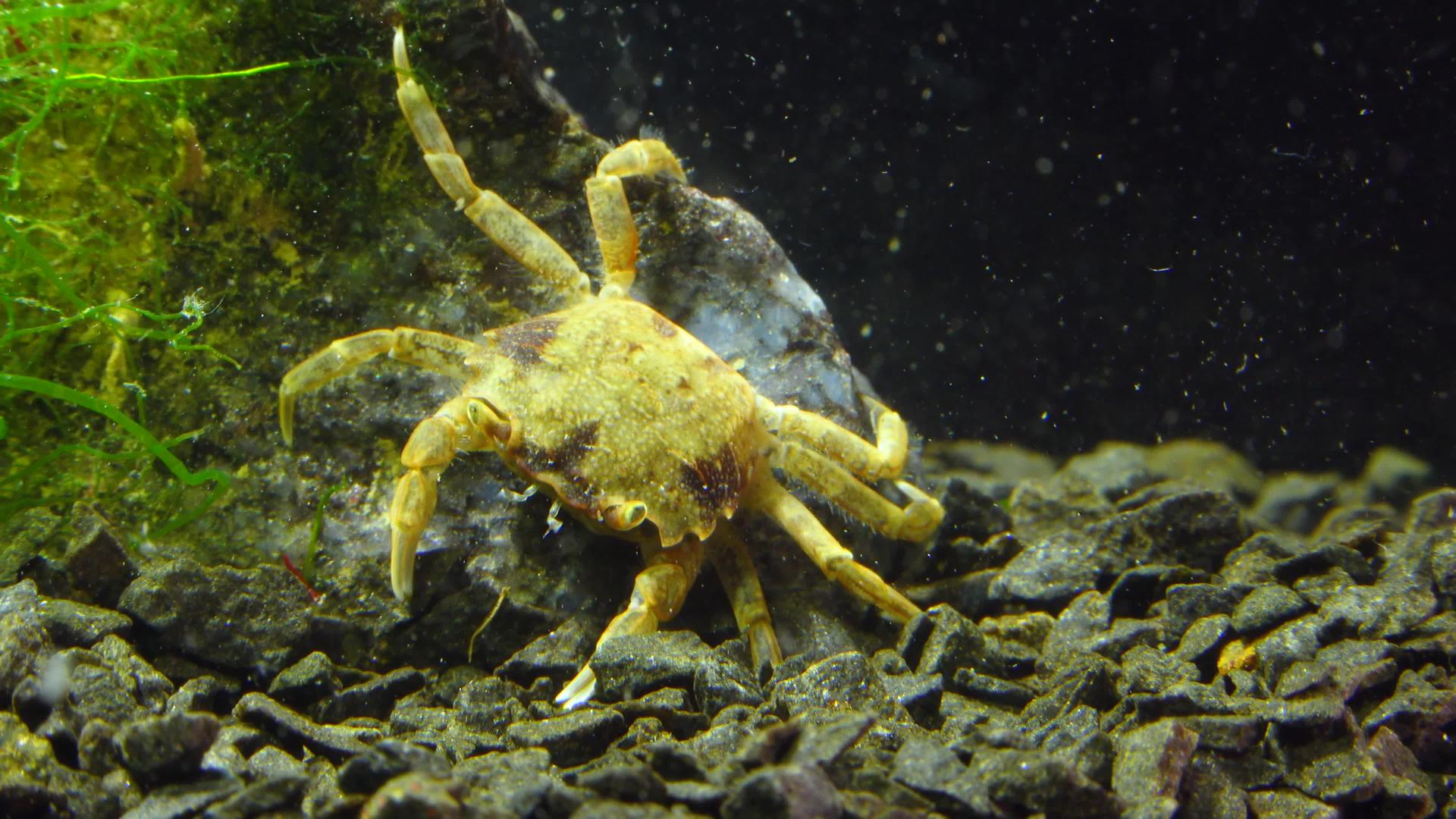 黑海小螃蟹视频的预览图