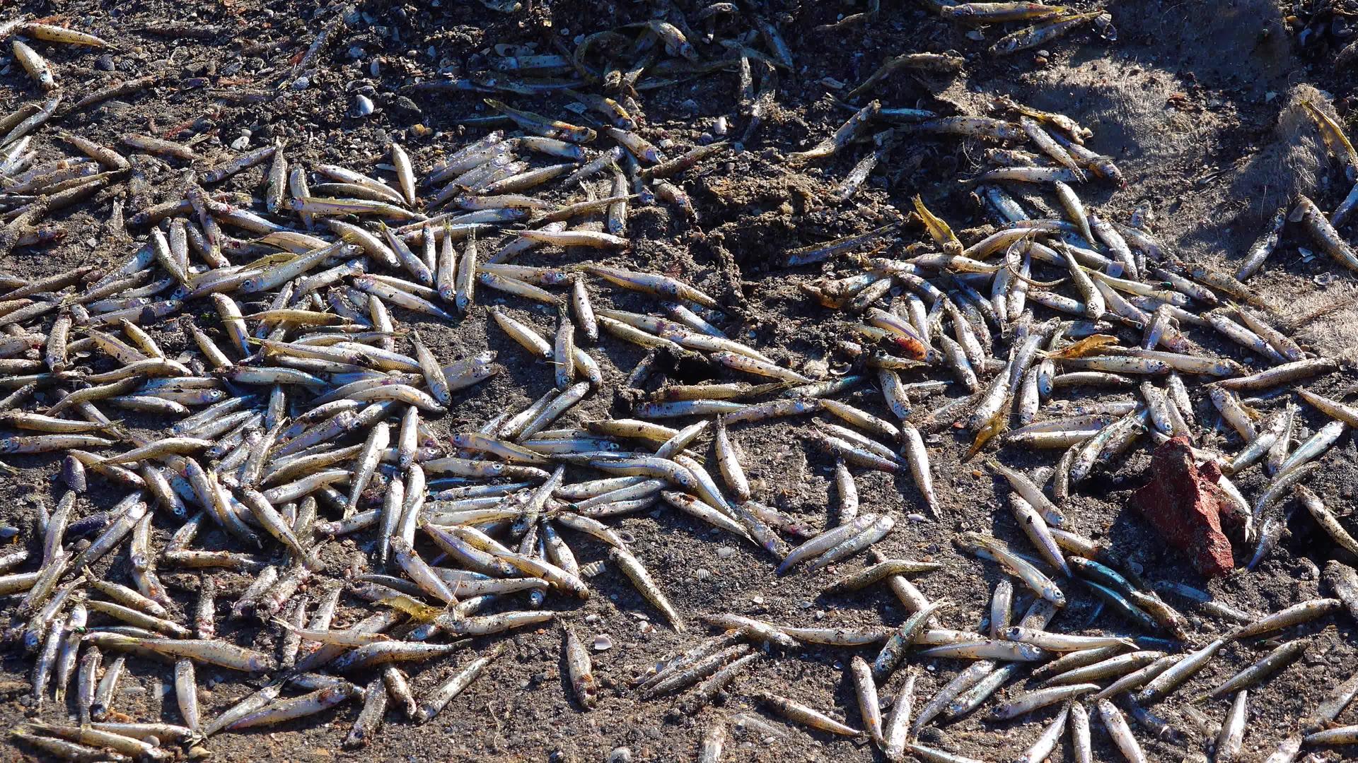 水污染死鱼水中缺氧的环境问题视频的预览图