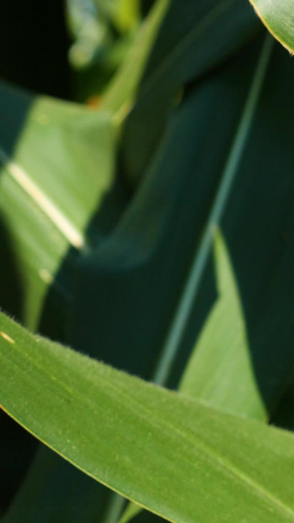 成熟的玉米待在农业地里视频的预览图