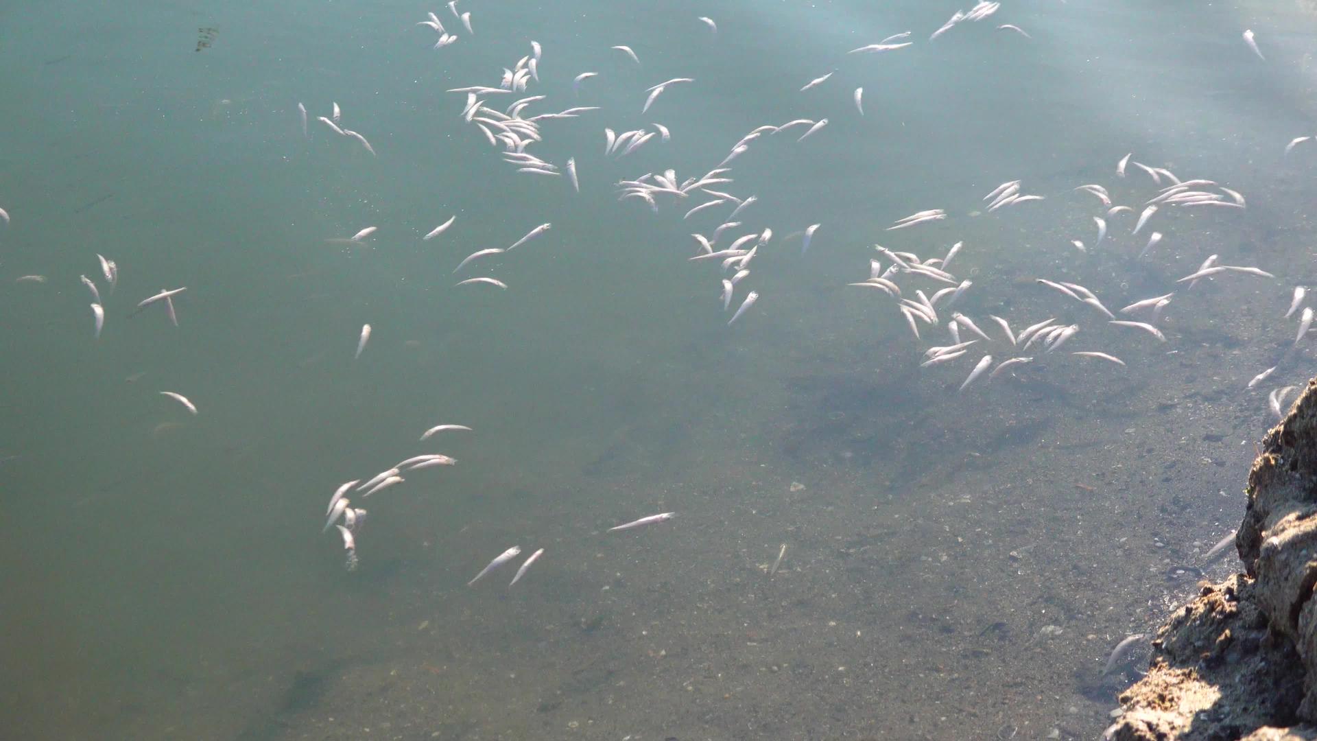 水污染导致水中缺氧 大量鱼类死亡视频的预览图