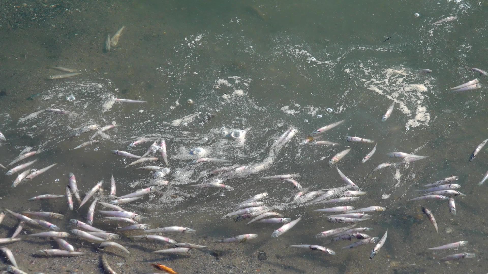 缺氧是一个环境问题Tuligul乌克赖根河口(Ikurane)视频的预览图
