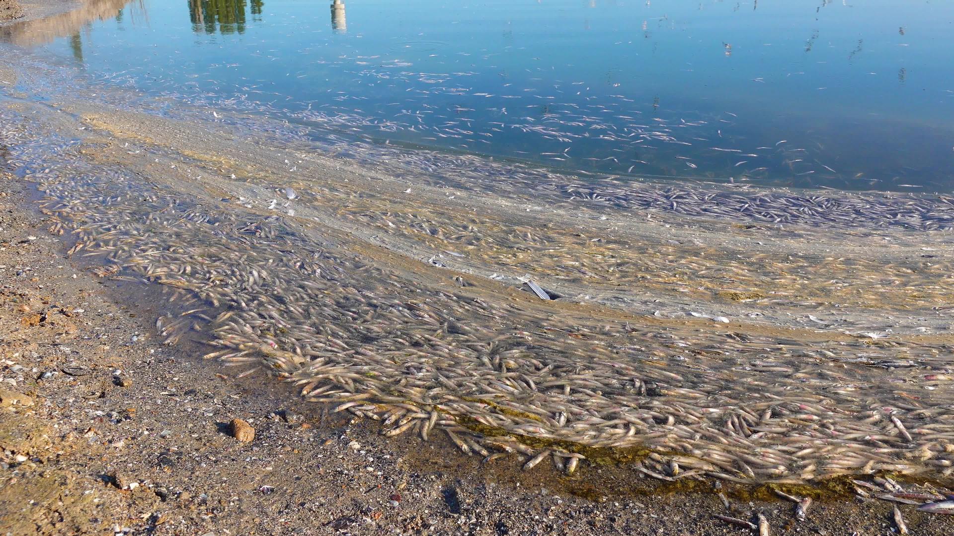 水污染水中缺氧鱼死于环保问题视频的预览图