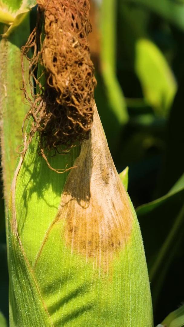 成熟的玉米待在农业地里视频的预览图