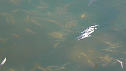 水污染导致水中缺氧鱼死亡视频的预览图