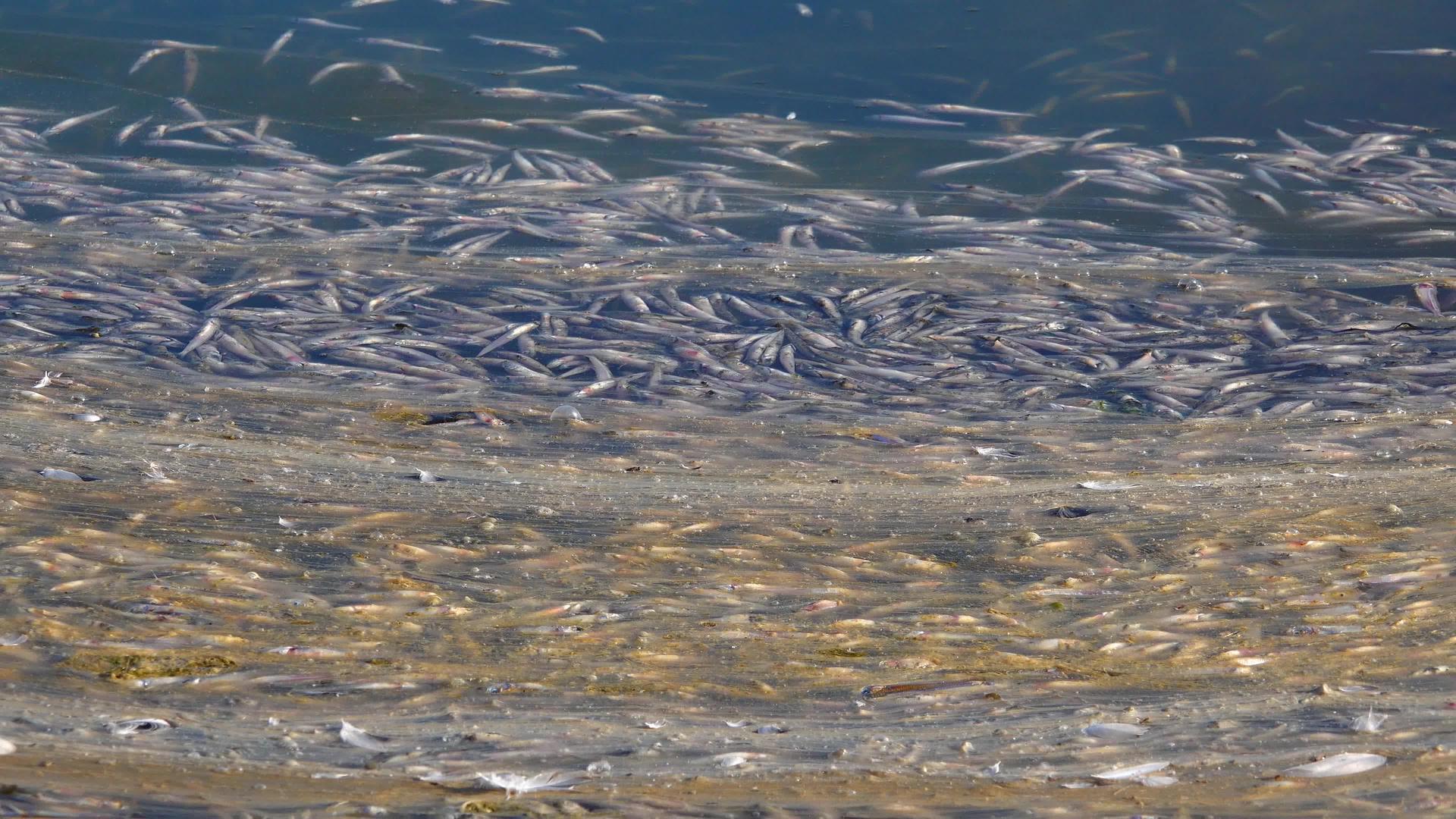 缺氧是一个环境问题Tuligul乌克赖根河口(Ikurane)视频的预览图