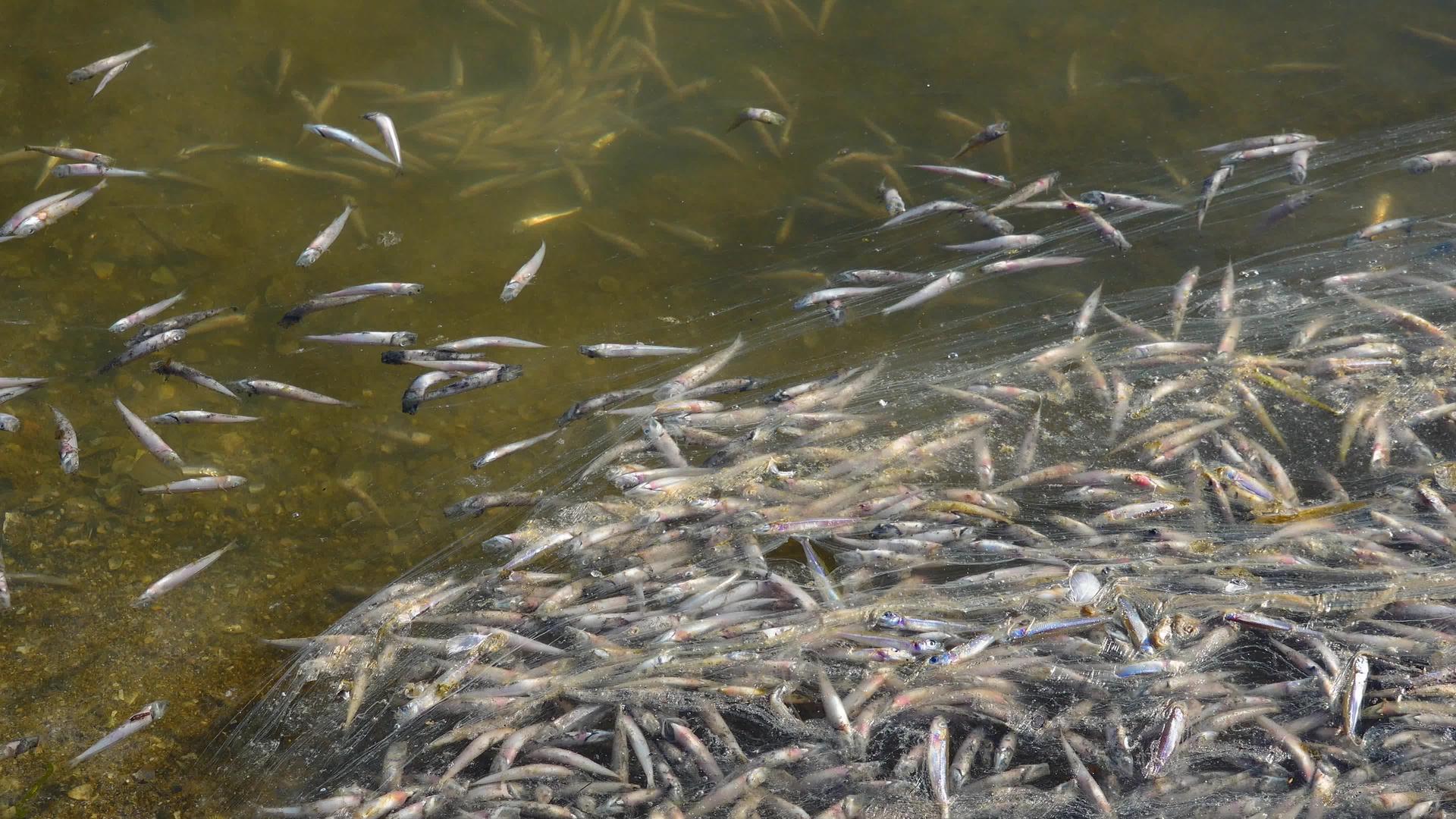 水污染死鱼水中缺氧的环境问题视频的预览图