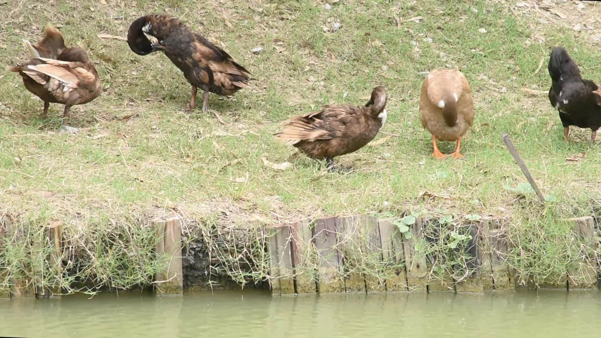 黑鸭子清理池塘旁边的羽毛视频的预览图