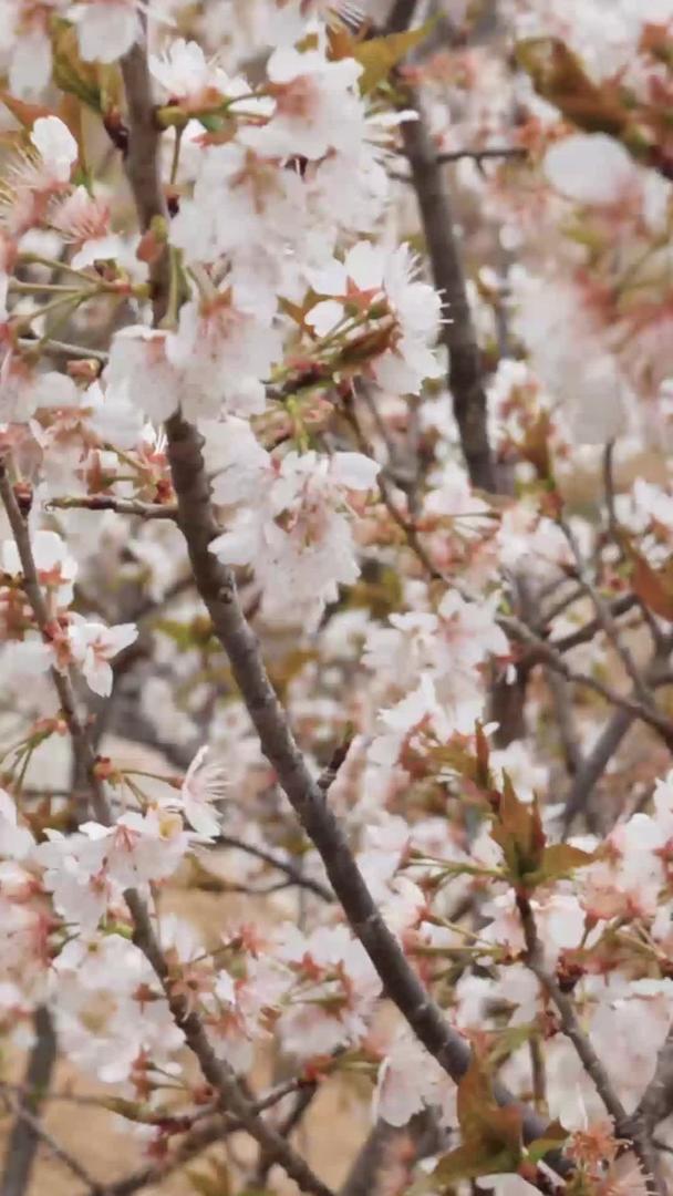 青岛崂山北宅樱桃花地铁视频的预览图