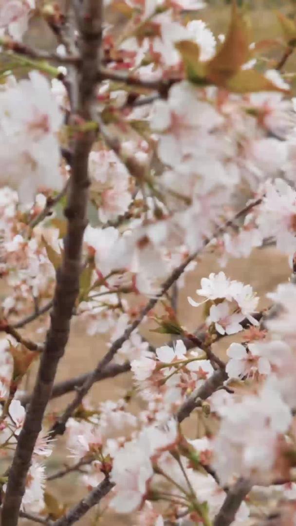 青岛崂山北宅樱桃花地铁视频的预览图