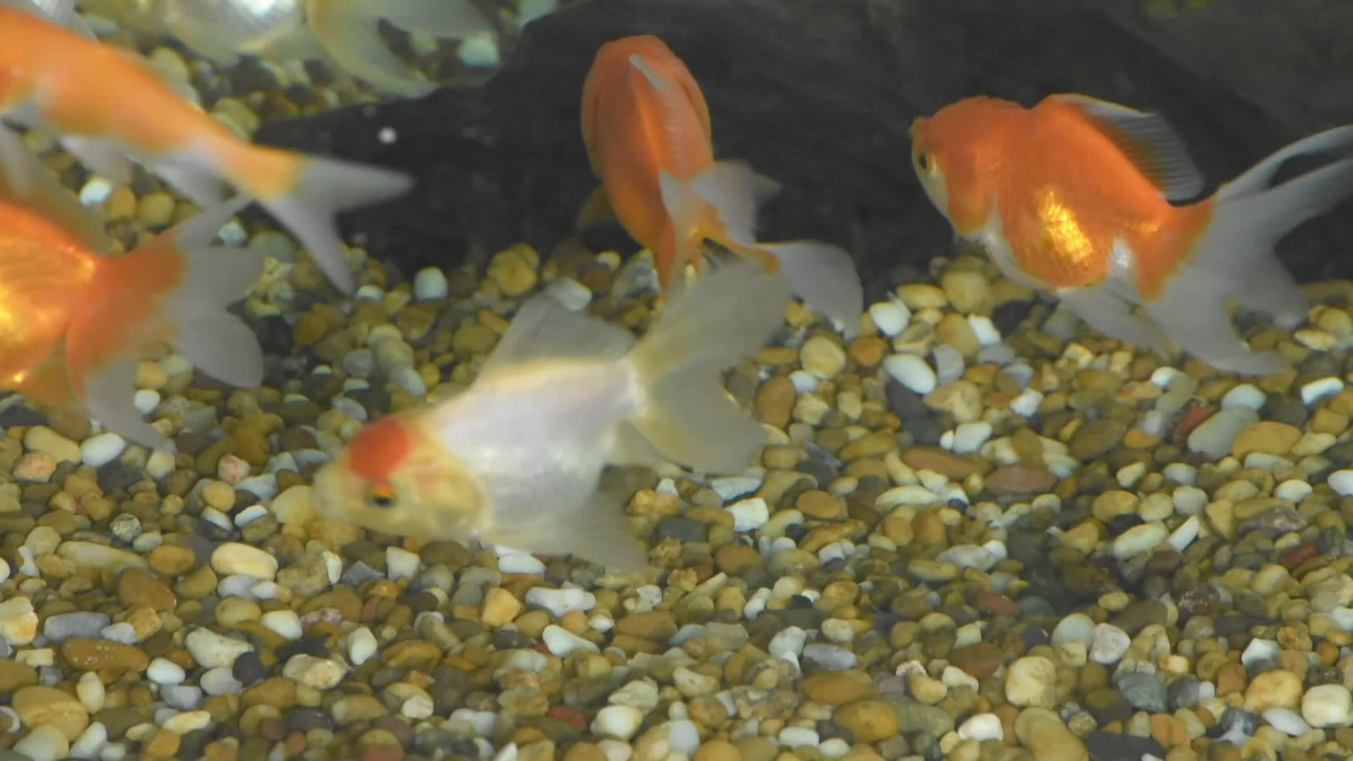 金鱼在水族馆石头表面的水中游动视频的预览图
