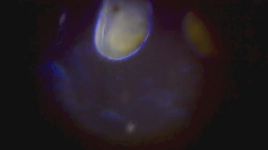 微型浮游生物视频的预览图