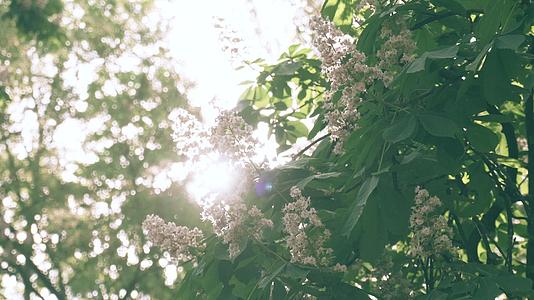 夏日晨曦阳光透过树叶照耀在盛开的花朵上视频的预览图