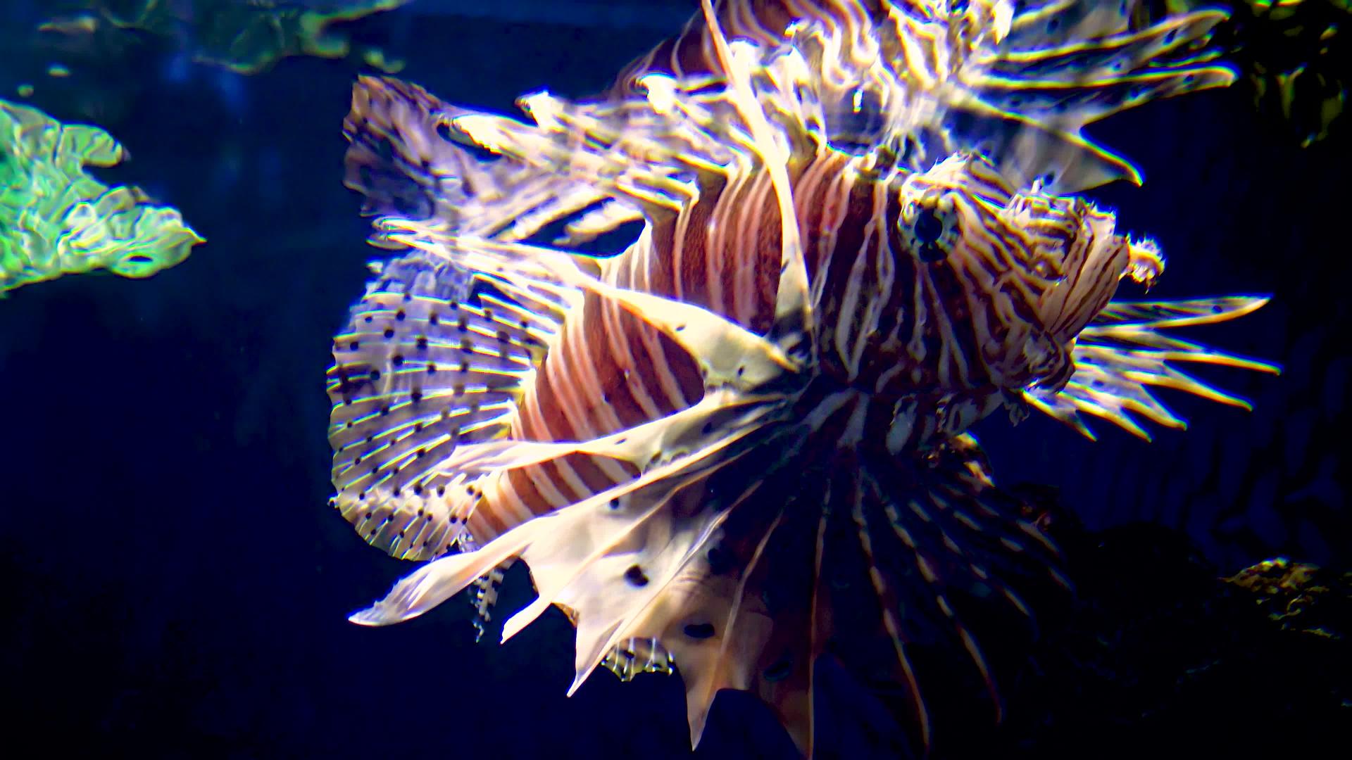 热带鱼在水族馆里视频的预览图