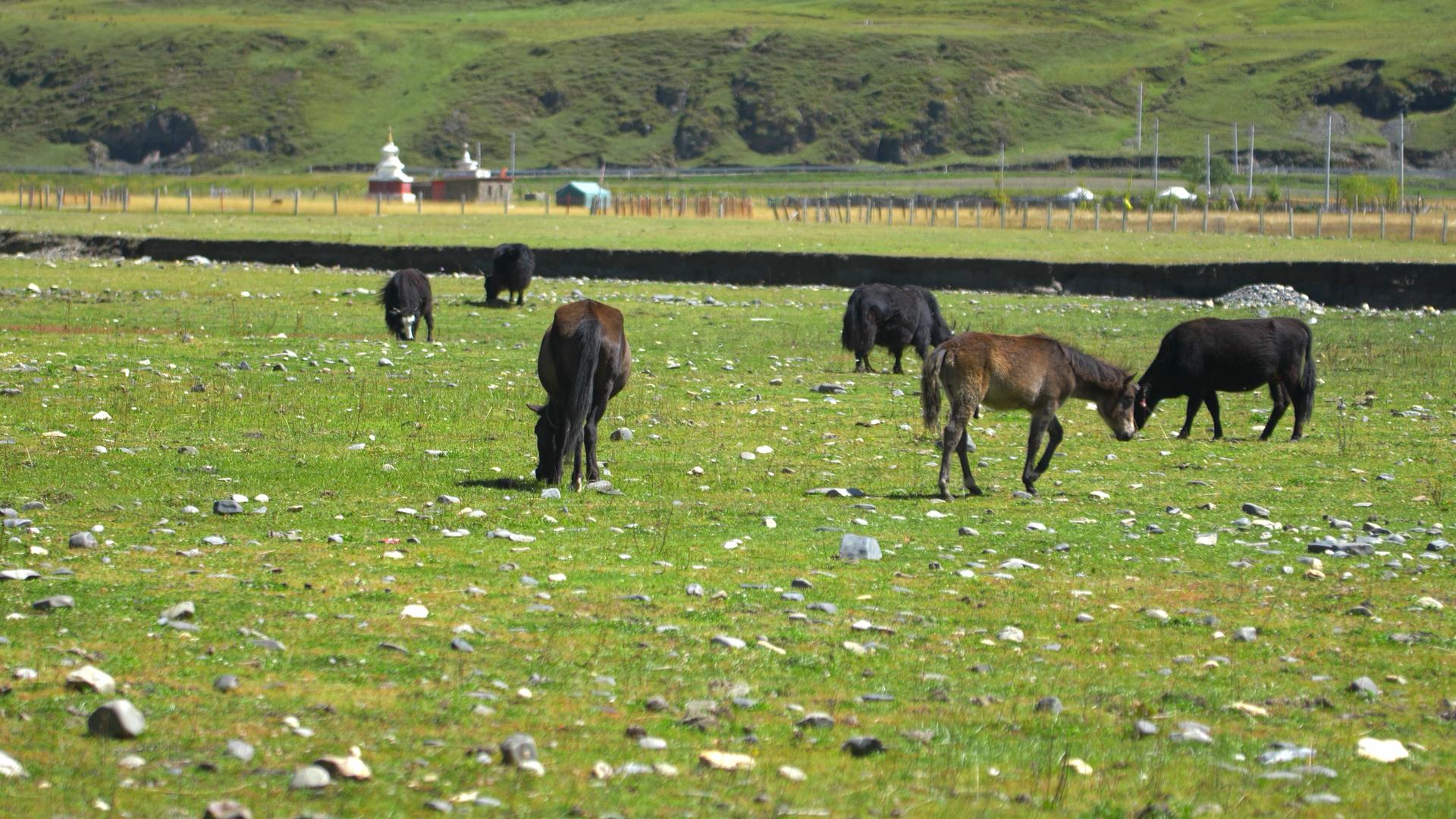4K实拍草地上牛羊吃草视频素材视频的预览图