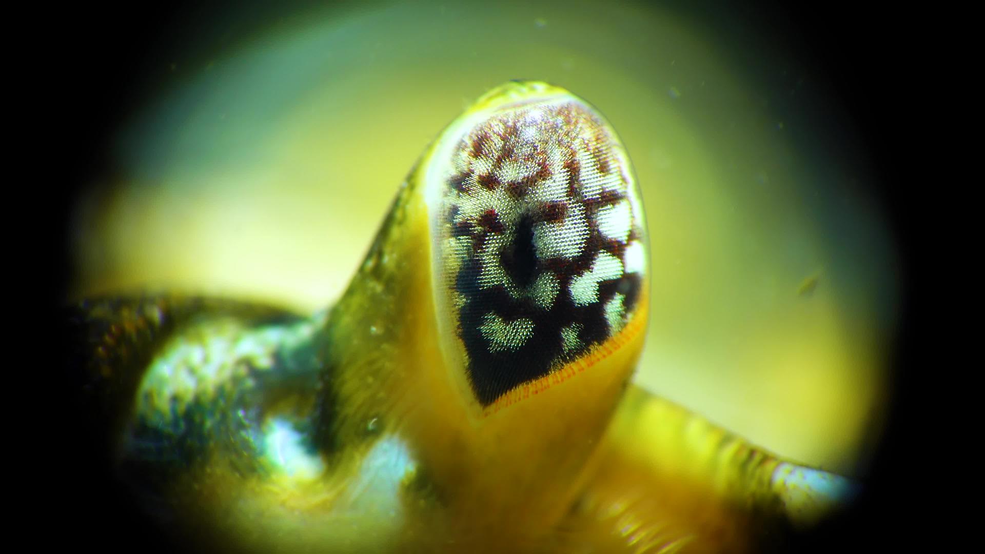 绿蟹或海岸蟹(carcinusmaenas、carcinusaestarii)闭合复合眼睛视频的预览图