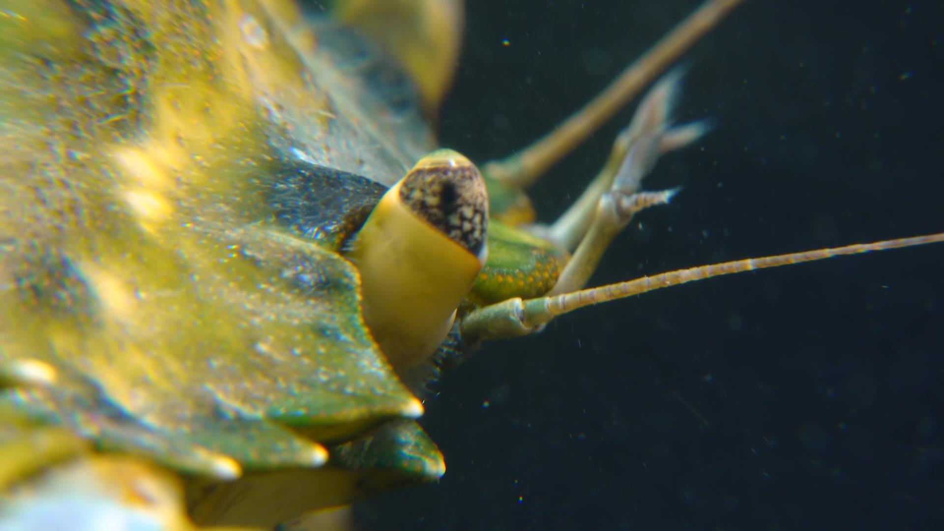 绿蟹或沿海螃蟹的眼睛视频的预览图