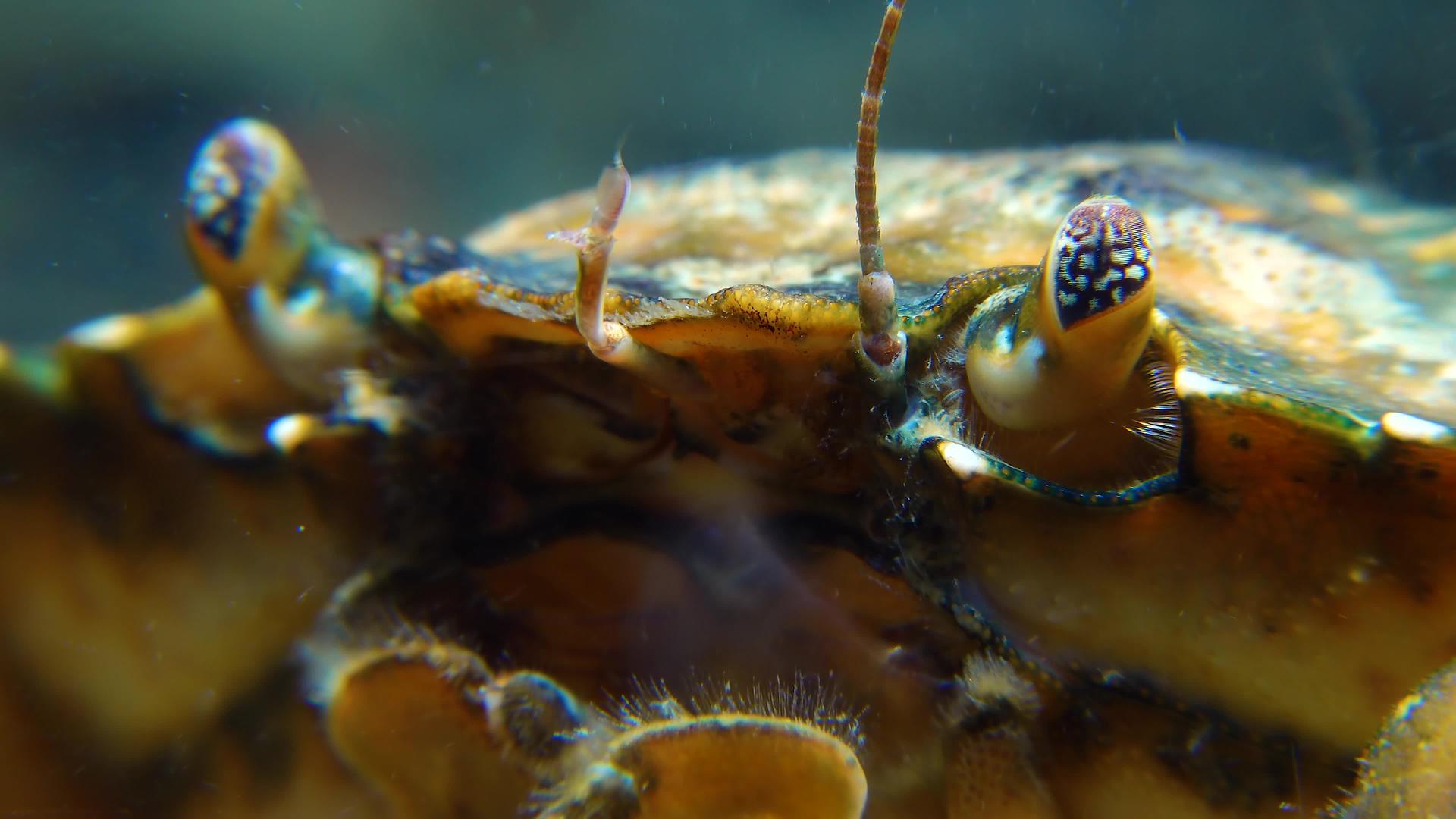 绿蟹或海岸蟹(carcinusmaenas、calciusaestaruii)的两眼视频的预览图
