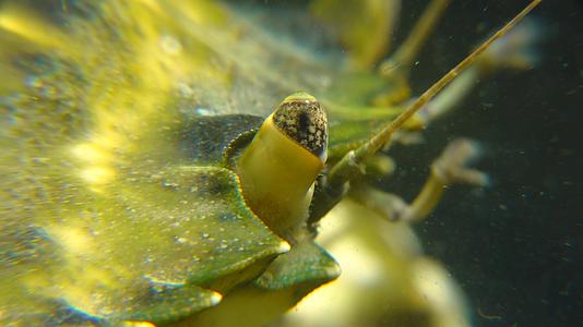 中枪绿蟹或沿海螃蟹复合眼睛(卡西努斯马纳斯甲状腺癌)视频的预览图