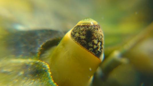 绿蟹或沿海螃蟹的复合眼睛视频的预览图