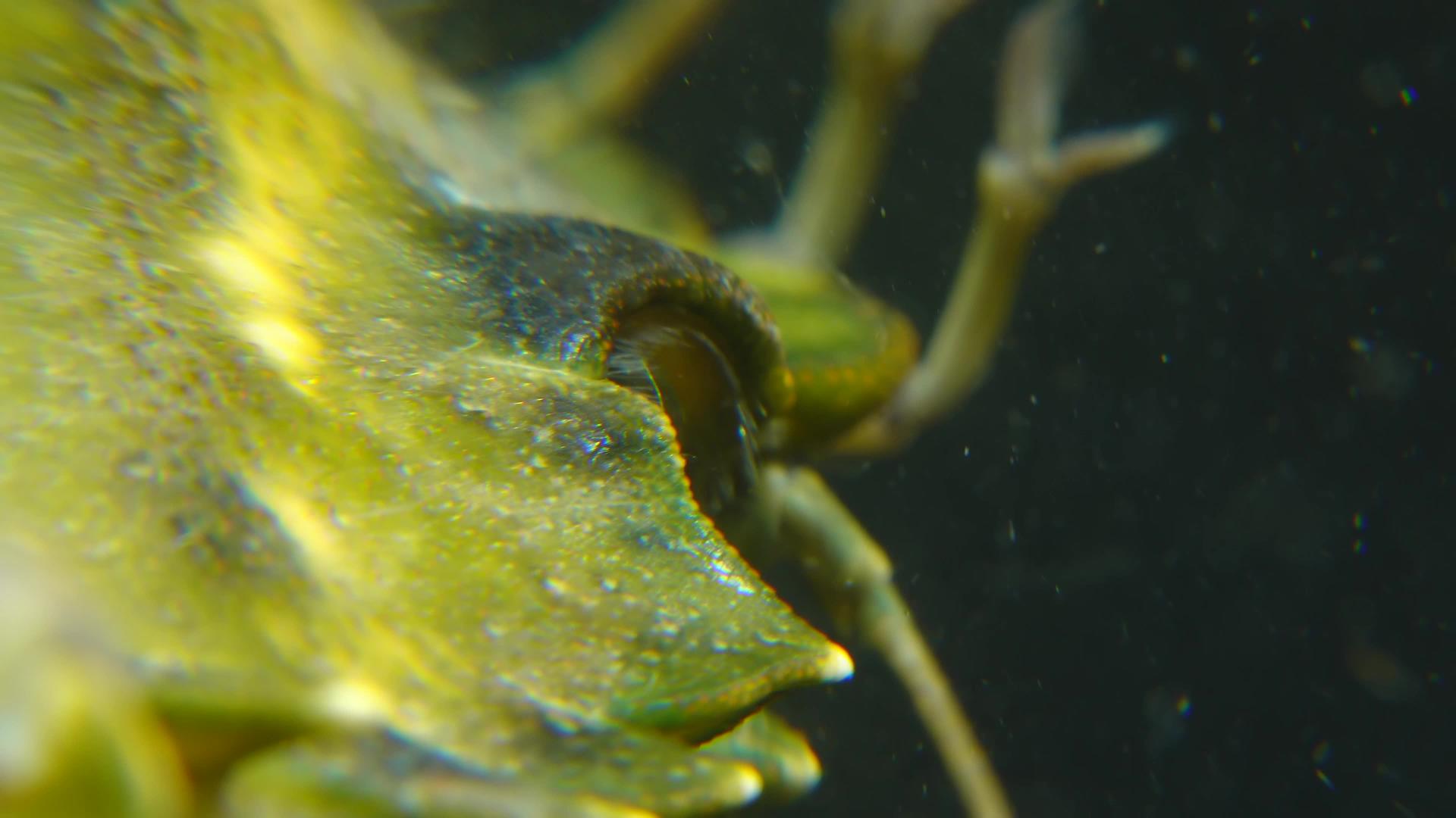 绿蟹或沿海螃蟹复合眼睛视频的预览图