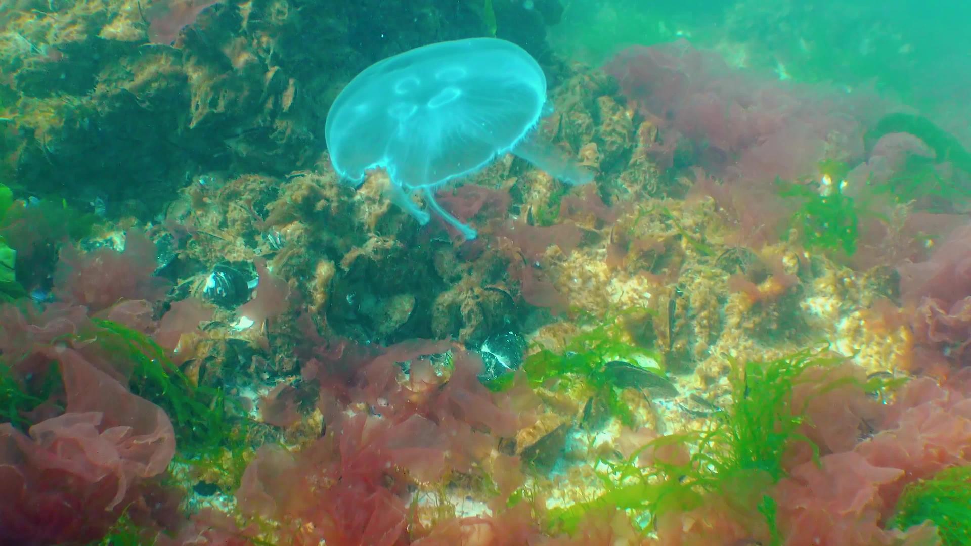 水母视频的预览图