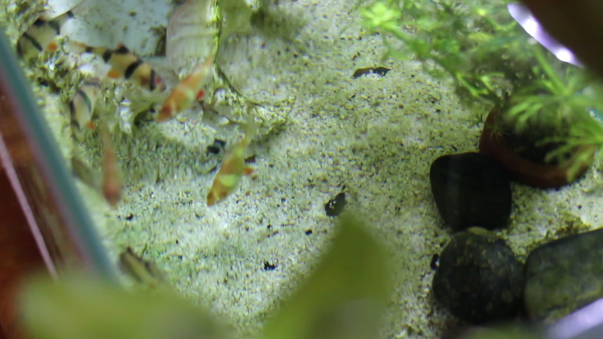 最小视图上最小的鱼缸视频的预览图