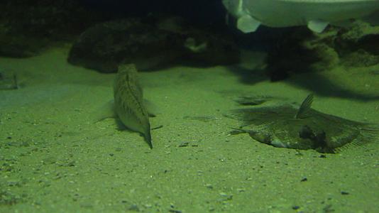鱼在水族中视频的预览图