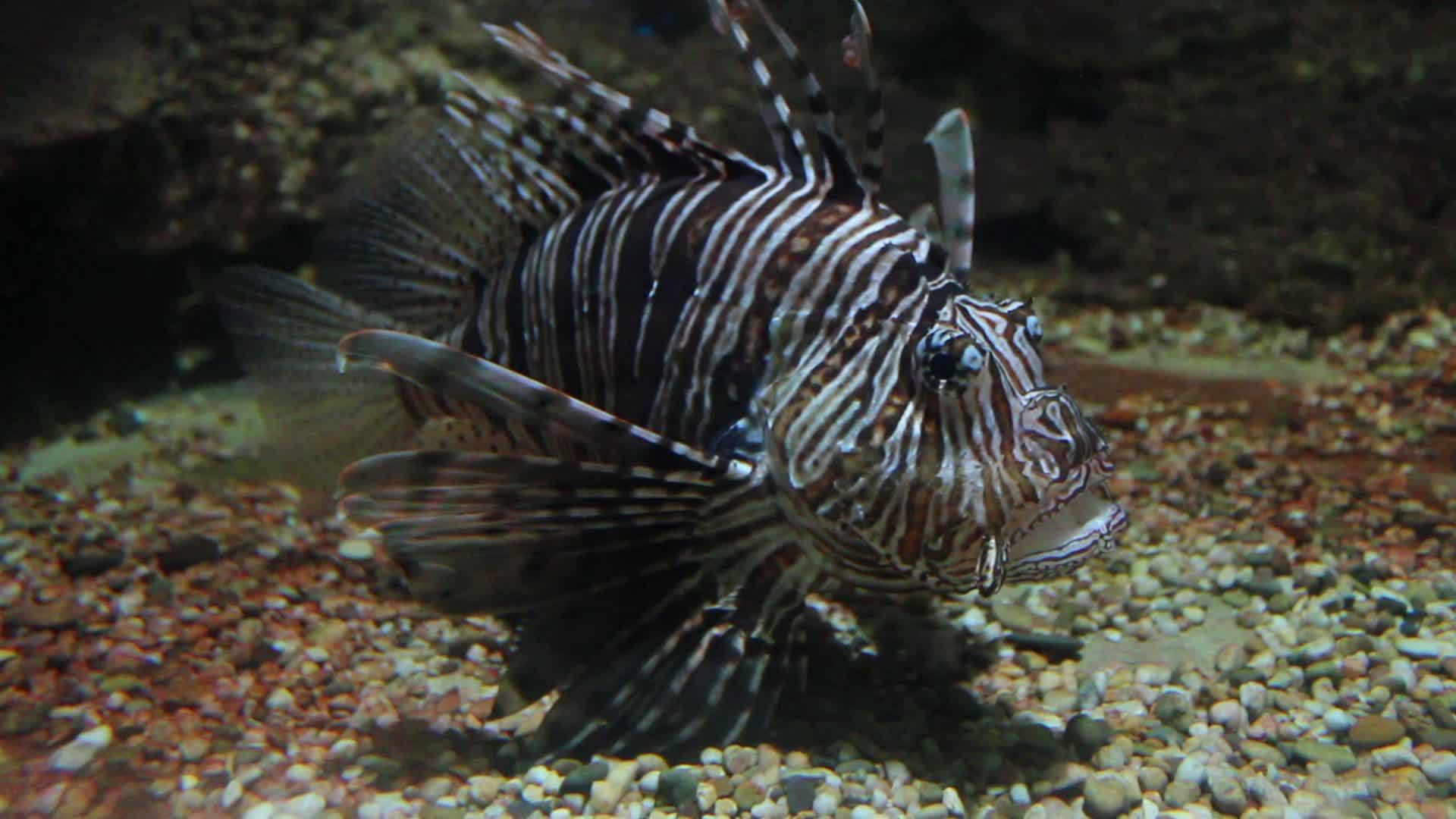 水族馆里的鱼视频的预览图