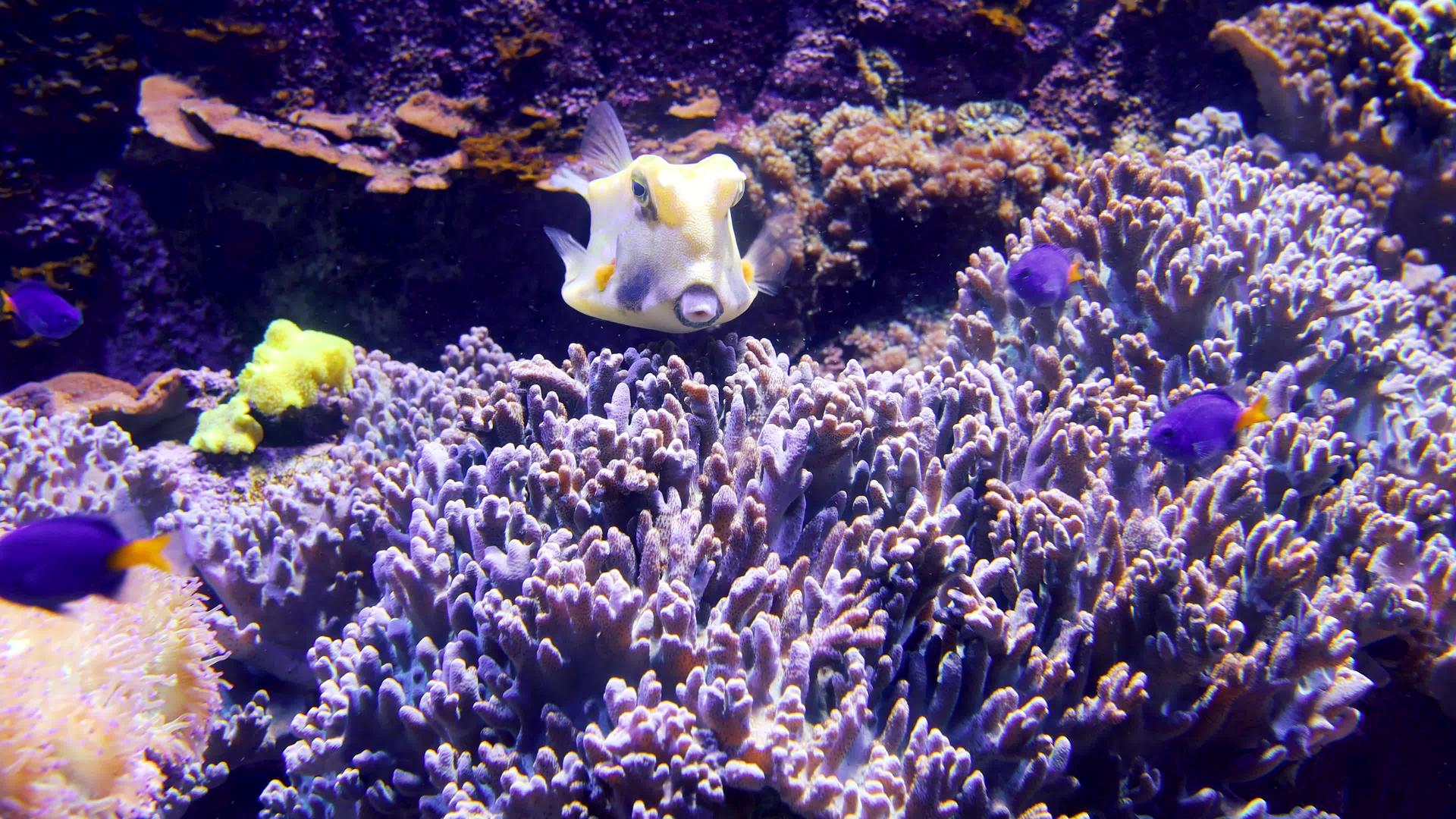水族馆里美丽的鱼在海洋珊瑚中游泳视频的预览图
