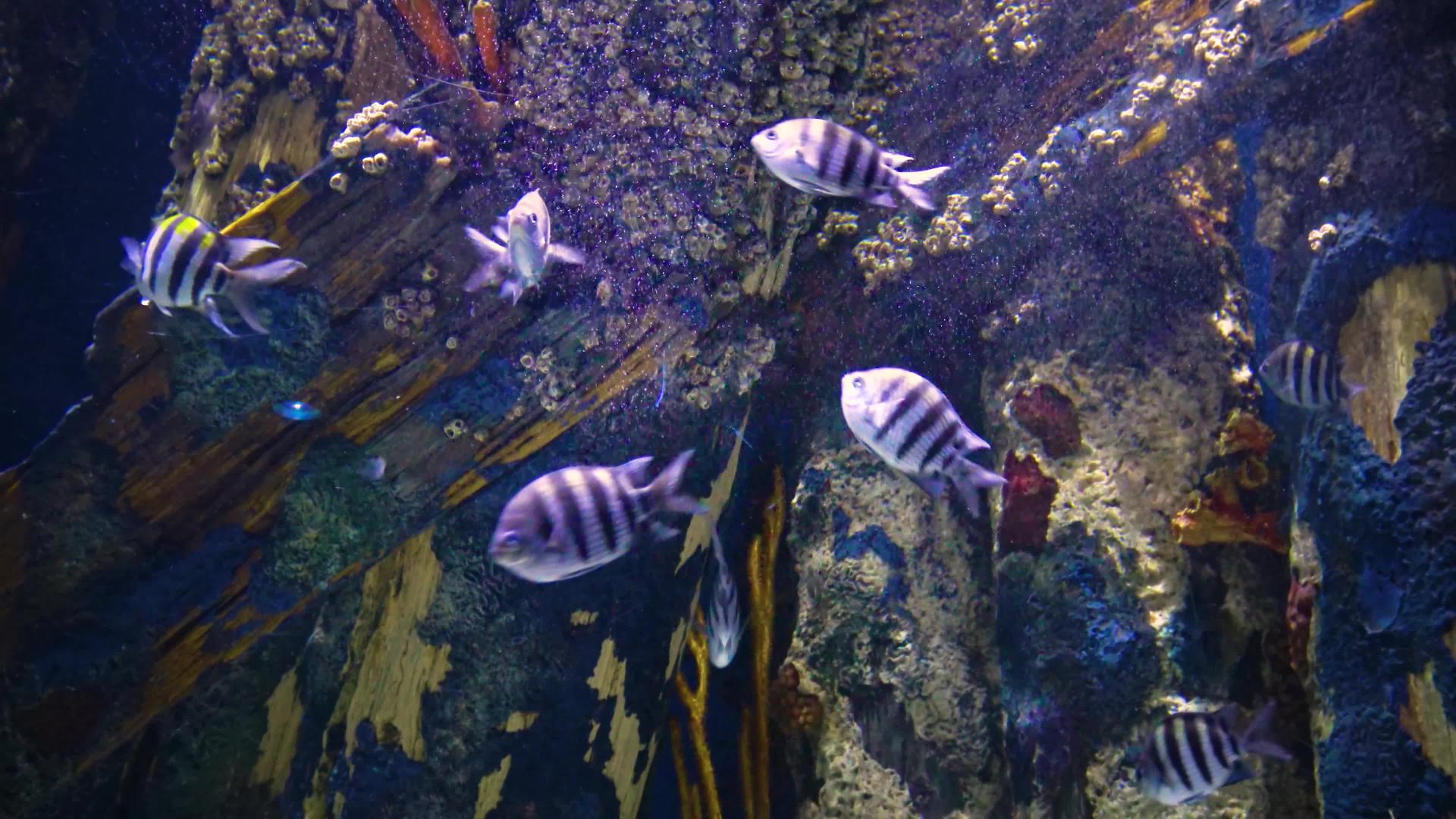 冒险水族馆卡门新球衣乌斯a海洋热带鱼和石头视频的预览图