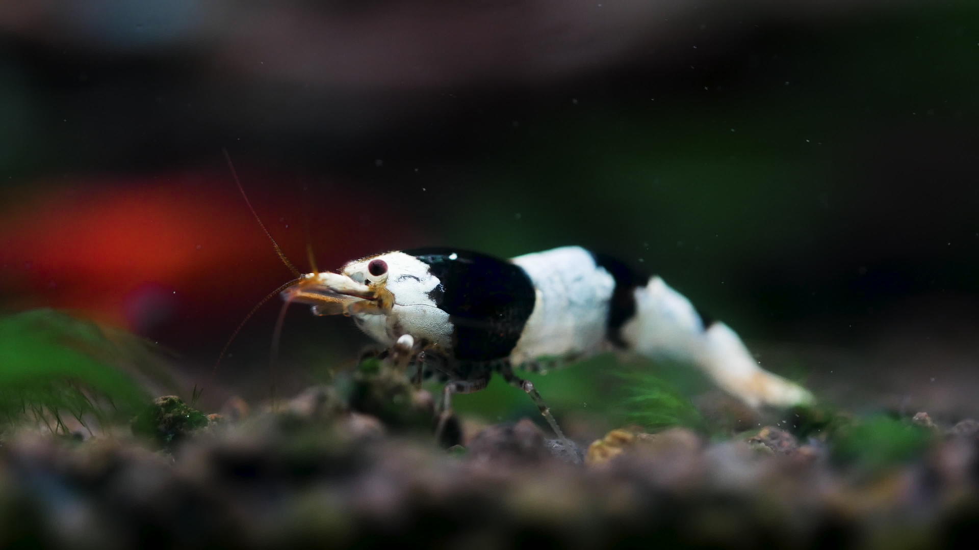 黑蜜蜂侏儒虾在淡水水箱中从水生土壤中寻找食物视频的预览图